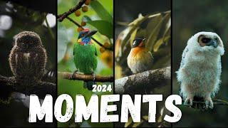 A Year of Wildlife Photography in Malaysia -2024 Unseen Footage & vlogs || #birds #malaysia #tamil