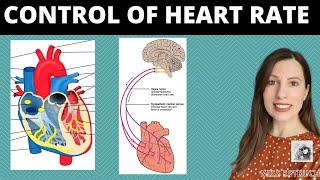 Control of heart rate: Role of SAN & AVN in the cardiac cycle, Parasympathetic & sympathetic nerves