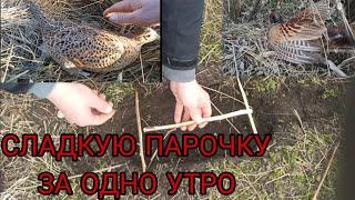 ЛОВУШКА НА ФАЗАНА  pheasant trap