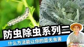 种菜防虫除虫系列2：防治菜青虫最有效的方法。How to keep cabbage white caterpillars out of your garden.