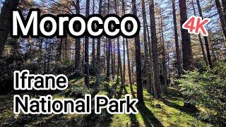 Morocco - Ifrane National Park - 4K