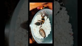 Leopard Gecko Hatchling 2024