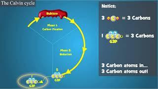 Photosynthesis: The Calvin Cycle