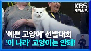 [글로벌K] 세계에서 가장 예쁜 고양이 선발대회…러시아 고양이는 오지 마, 왜?  / KBS  2022.11.09.