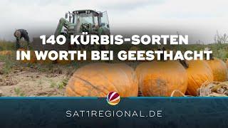 140 Kürbis-Sorten in Worth bei Geesthacht