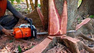 The fall of 2 beautiful red mahogany trees - Stihl MS 881 chainsaw