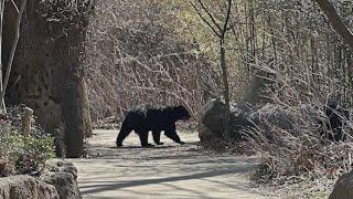 Bear escapes from the Saint Louis Zoo again