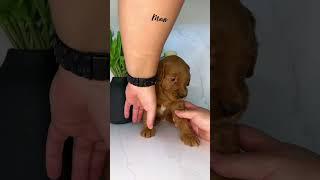 Maui - Female Mini Goldendoodle #dogsofyoutube #doodle #goldendoodle #puppy #puppies #maui