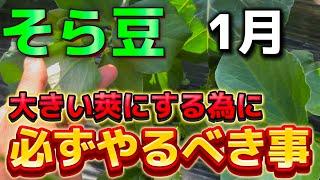 【そら豆】大きい莢にする為に1月に必ずやるべき作業をご紹介します。これをやるかやらないかでサイズが変わります