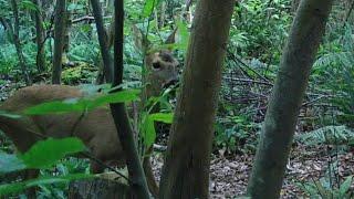 Roe Deer Browsing Sweet Chestnut Regrowth