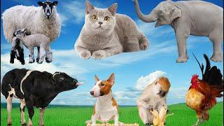 Collection of Cute Farm Pets: Elephant, Cow, Cat, Chicken, Pig, Sheep, Dog - Animal Videos