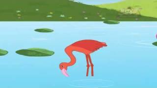 Animal Sounds in Telugu - Flamingo