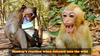 The reaction of the monkeys when they were released back into the wild, they seemed scared