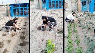 Woman grows vegetables in gaps between bricks in NE China