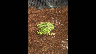 Ceratophrys : tong feeding with a dusted cricket with calcium + vit D3