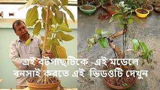 বটগাছের সোজা স্টাইলে বনসাই তৈরি করুন || Make a Bonsai in the informal upright style of a banyan tree