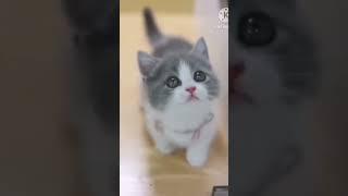 Cute cat video