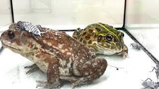 African bullfrog and toad are best friends.