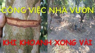 21/11/2024 (21/10/ Giáp Thìn), mình khoanh xong gốc Vải.