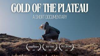 Gold of the Plateau | One Day Doc Spring 2024| Best Film & Best Cinematography by @MiriamFollin