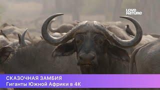 Сказочная Замбия. 1-сезон, 2-серия. Гиганты Южной Африки