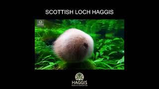 Wild Haggis: The Elusive Scottish Species by the Loch #scotland #wildhaggis #lore