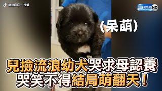 兒撿流浪幼犬哭求母認養　哭笑不得結局萌翻天！ @ChinaTimes