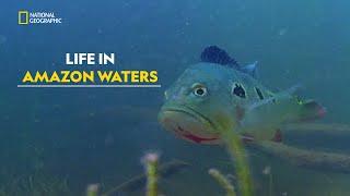 Amazon’s Water Giants | Amazonia | हिंदी | Full Episode | S1 - E1 | Nat Geo Wild