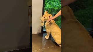 lion holding iphone