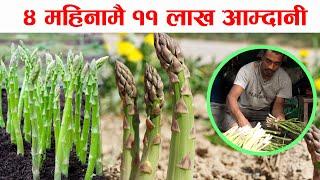 ४ महिनामै ११ लाख आम्दानी || कुरीलो खेतीको कमाल || Asparagus Cultivation ||