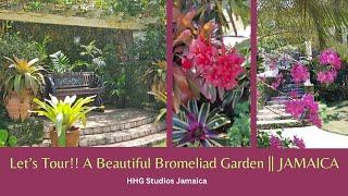 Let's Tour!! A Beautiful Bromeliad Garden || JAMAICA