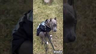 Голубой АМСтафф | Stafy. Опять новая одежда  #амстафф #питбуль #4лапы #stafy