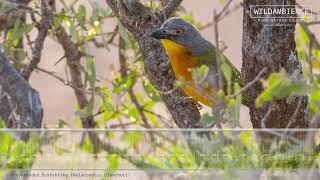 Grey-headed Bushshrike Call & Sounds.