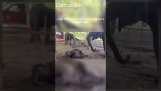 Mom Elephant Tries Everything to Wake Up Sleepy Baby #wildlifeentertainment #animals #wildlife