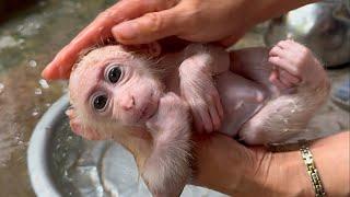 Baby monkey itchy ran away asking Mom bathe him!