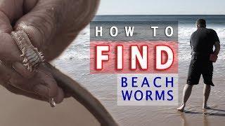 How to FIND Beach Worms!