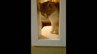 Ame and Peter in the cat condos at Masterson Animal Clinic