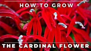 Complete Guide To The Cardinal Flower, Lobelia Cardinalis