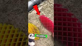 I give away my LITTLE JUMPING INSECTS️ #viral