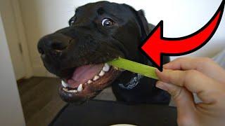 Labrador Puppy Reviews Healthy Snacks!!