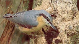 Nuthatch in the garden