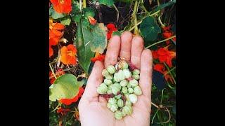 Nasturtium Capers