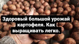 Как правильно вырастить хороший урожай картофеля