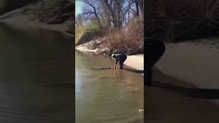 Huge Oversize Sturgeon Fish Caught On The Sacramento River