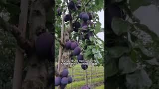 #gartentipps #organicfarming #organic #diy #selbstversorger #tipps