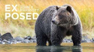 Wildlife Conservation - The Politics Behind Being a BC GRIZZLY BEAR | EP 08