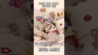 태동을 처음 느낀 #강아지 반응