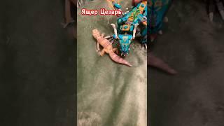 Ящер Цезарь против дракона #эублефар #видео #динозавр #животные #шортс #ящерица #лего #lego
