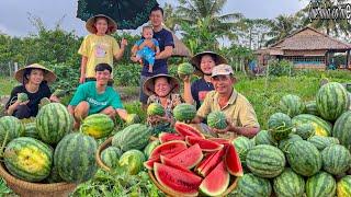 Thu Hoạch Dưa Hấu Chín Đỏ Ngoài Vườn Quê Gia Đình Con Cháu Nhộn Nhịp Đông Vui || Pick watermelon