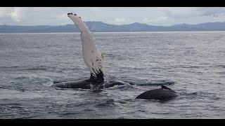 Whale Watching Samana 2017